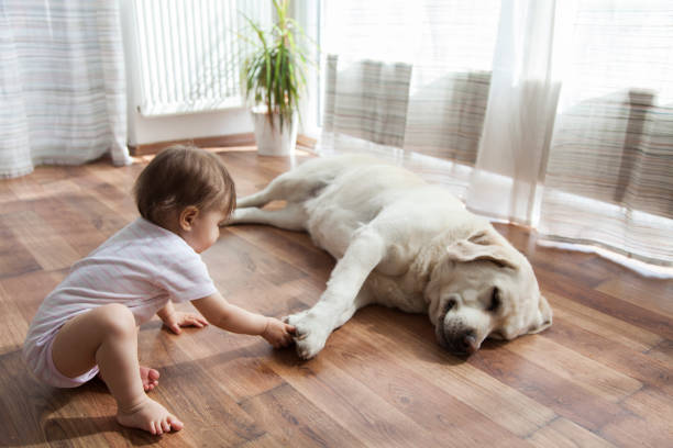 Dog with baby | AJ Rose Carpets